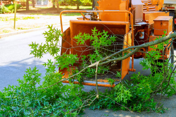 Best Tree Removal Cost  in USA